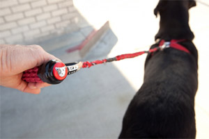 How To Find The Best Dog Lead