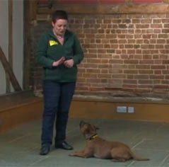 Dog Training Made Easy by Dogs Trust
