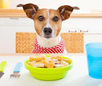 dog eating food at a table