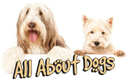 All About Dogs Show 2024